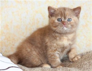 Циннамон-красная черепаха британский котенок. Британец черепахового окраса